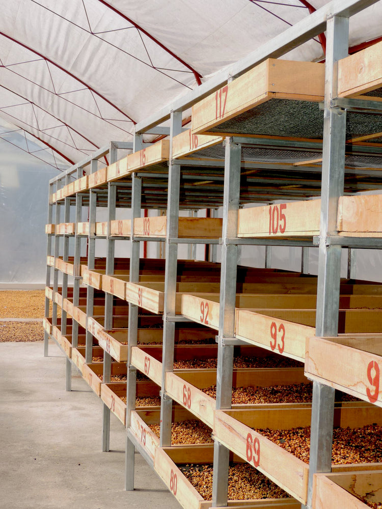 Colombian Narino Las Frutas