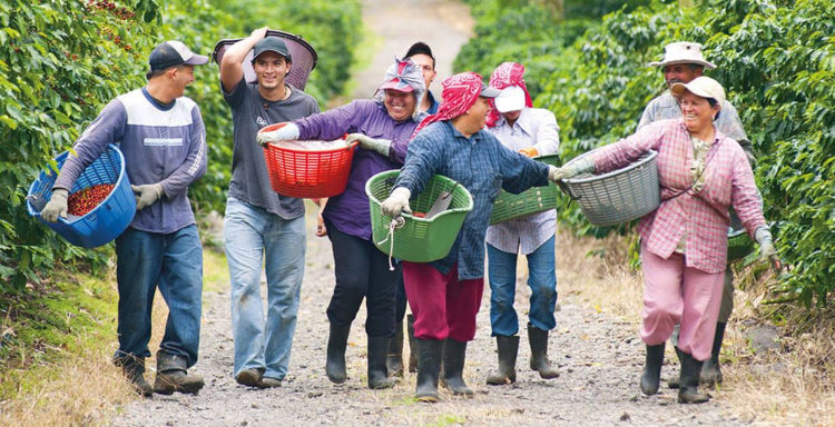 Colombian Narino Las Frutas