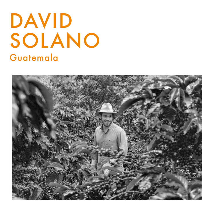 Guatemala Anaérobique | David Solano